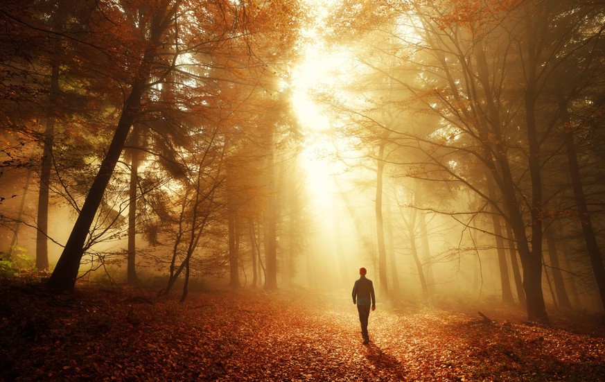 wald,spaziergang,herbststimmung,goldener herbst,w