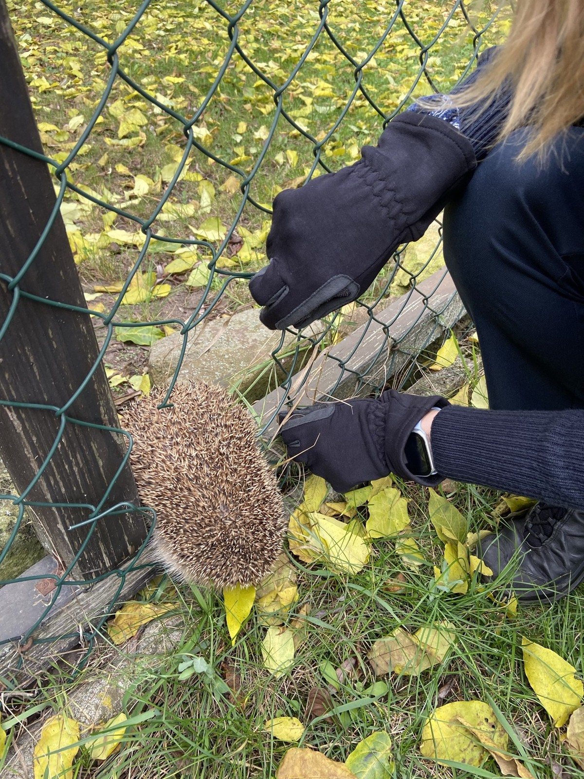 Igel in Not