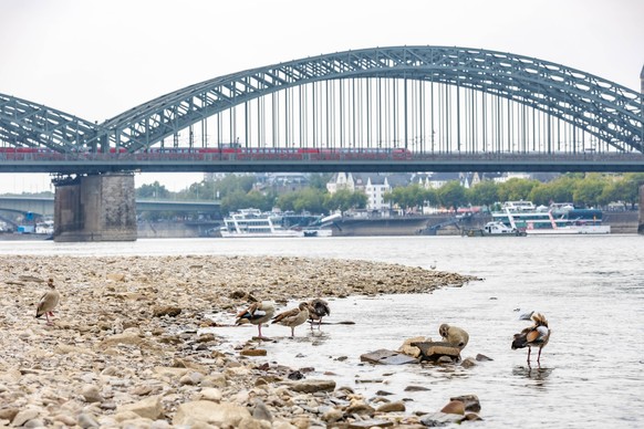 NRW, anhaltende Trockenheit, Eindrücke Niedrigwasser in Köln Deutz bei Rheinpegel 78cm Pegel Köln Aufgrund der akuten Hitze und Regenmangel werden am Ufer großflächiger Sand-und Kiesflächen freigelegt ...