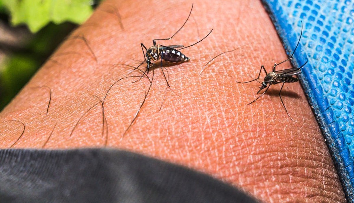 Aedes sp. Mosquitoes are active during the daytime, show aggressive human-biting behavior, and prefer to live near people and animals to bite. Mosquitoes need blood to produce eggs. After feeding, fem ...
