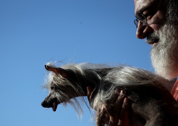 PETALUMA, CALIFORNIA - JUNE 21: A contestant walks off stage during the World&#039;s Ugliest Dog contest at the Marin-Sonoma County Fair on June 21, 2019 in Petaluma, California. A dog named Scamp the ...