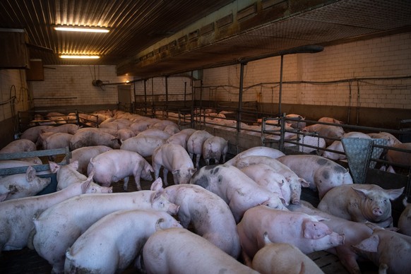 ARCHIV - 18.09.2020, Niedersachsen, ---: Schweine stehen in einem Stall. Nach dem Ende der wegen der Afrikanischen Schweinepest eingerichteten Sperrzone in Westniedersachsen beginnen sich die Betriebs ...