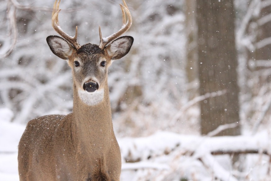White-tailed deer buck standing in woodland in Canada in winter snow.