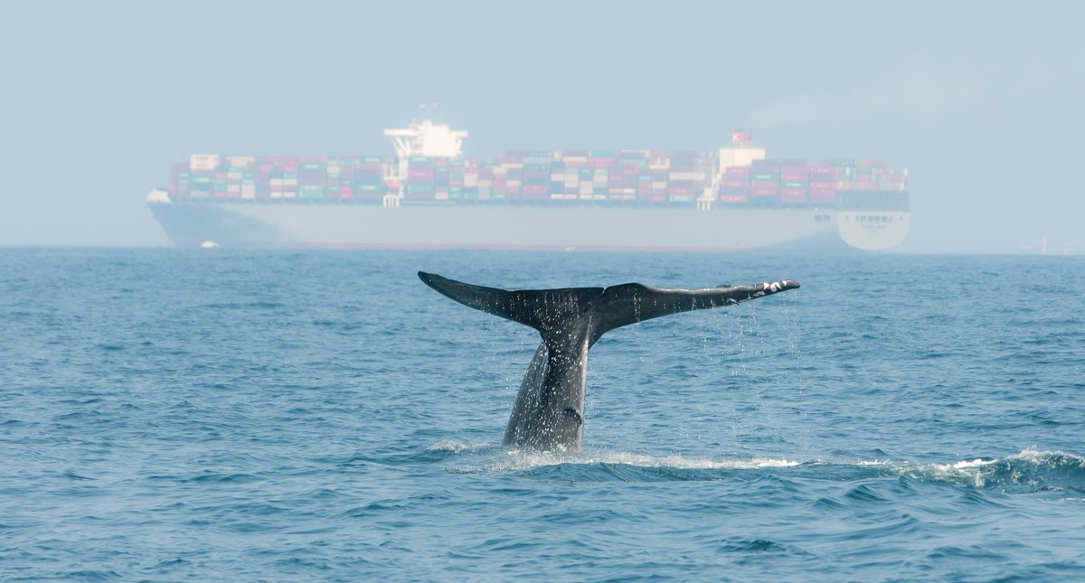 Blue whale diving near Sri Lanka with a cargo ship in the background