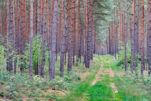 Foehre, Waldkiefer, Wald-Kiefer, Gemeine Kiefer Pinus sylvestris, Forstweg durch einen Kiefernwald an einem trueben Tag, Deutschland, Mecklenburg-Vorpommern, Mueritz Nationalpark Scotch pine, Scots pi ...