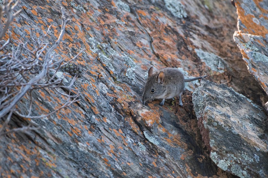 elephant shrew on rock