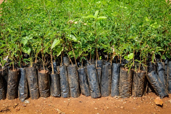 In Äthiopien haben 2019 Regierungsvertreter, Umweltorganisationen und Bürger innerhalb von 12 Stunden 350 Millionen Bäume gepflanzt – das ist Rekord.