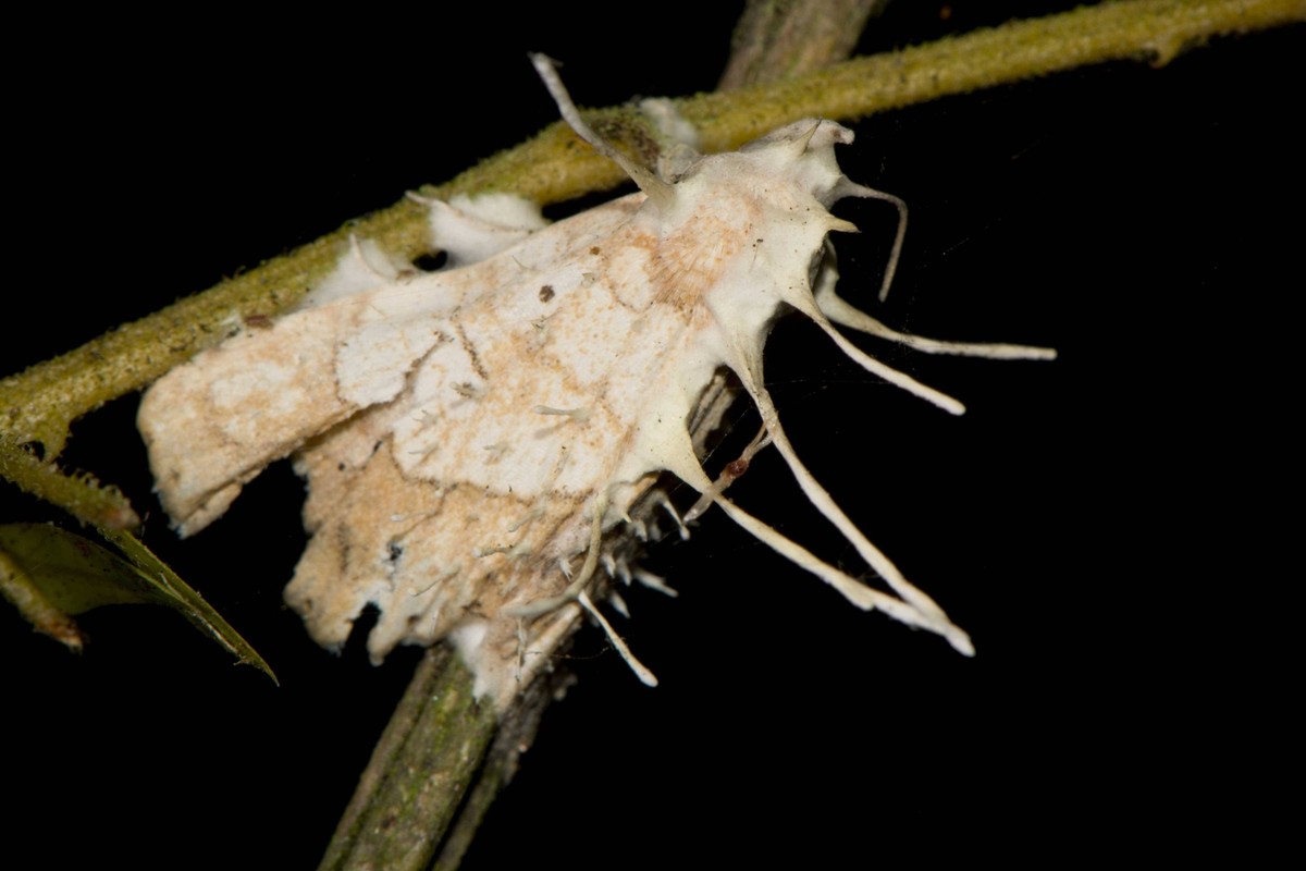 Unidentified moth parasitized and killed by Cordyceps fungus, Hoollongapar Gibbo Unidentified moth parasitized and killed by Cordyceps fungus, Hoollongapar Gibbon Wildlife Sanctuary GWS, Assam, North- ...