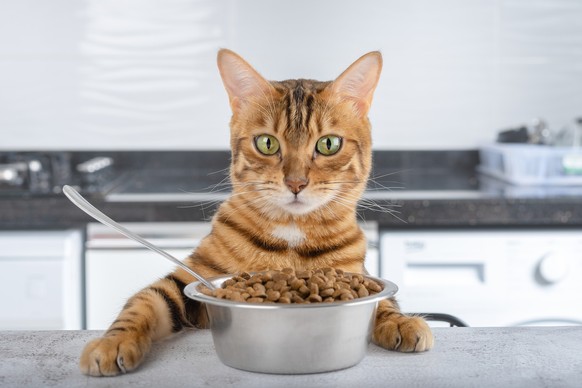 A bowl of dry cat food on the table and a Bengal cat. Pets feeding concept.