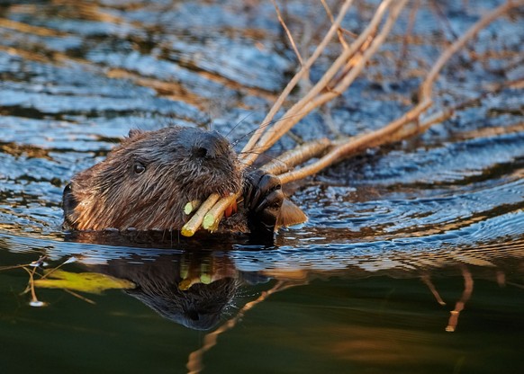 An Eurasian beaver swimming with small branches in its mouth with blur background