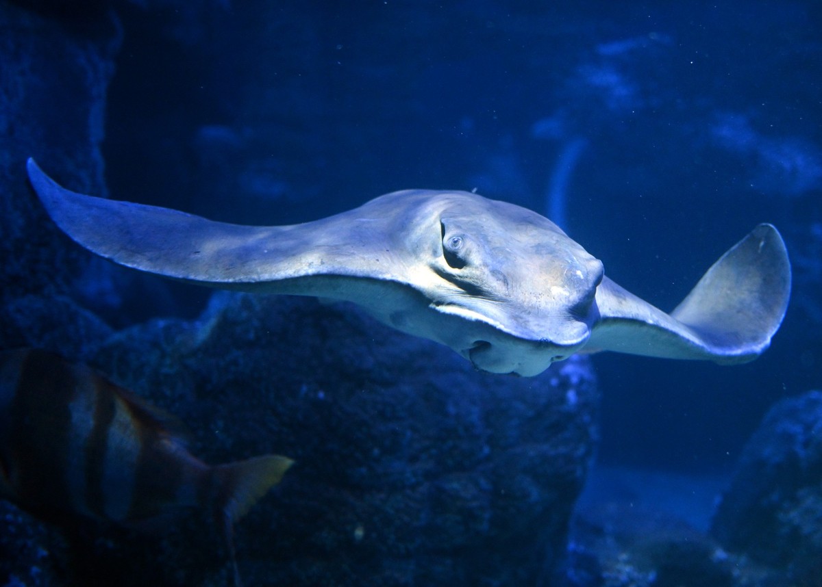 PRODUKTION - 12.05.2023, Berlin: Ein Rochen (Batomorphi) schwimmt in einem Aquarium des Sealife (Aufnahme durch die Glasscheibe des Beckens). (zu dpa: «Letzter Tag für Sea Life Berlin und Little Big C ...