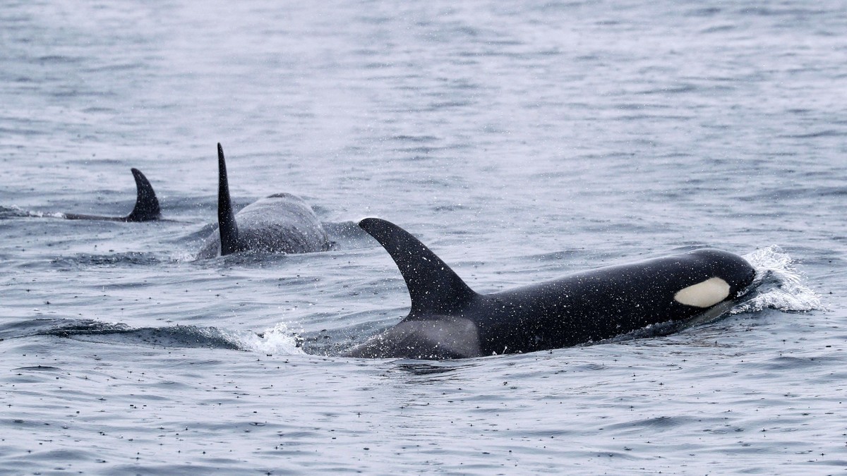ILLUSTRATION - 22.06.2018, Japan, Rausu: Orcas schwimmen vor der Halbinsel Shiretoko an der Nordostspitze der Insel Hokkaido. (zu dpa: