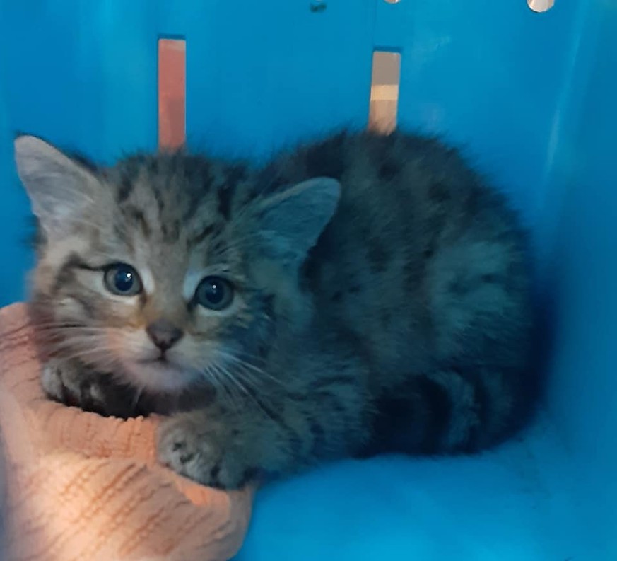 Katze Familie Findet Verlassene Kätzchen Und Wird Nun