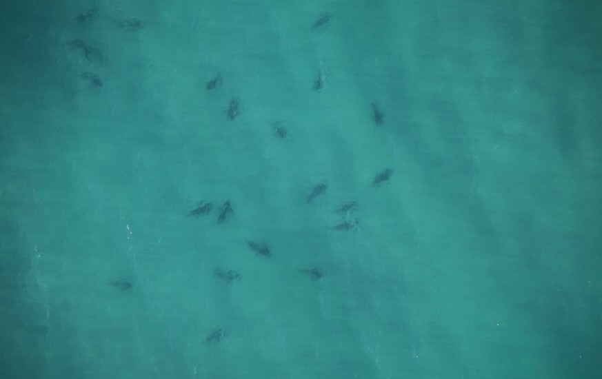 So viele Bullenhaie tummeln sich selten so nahe am Strand. 