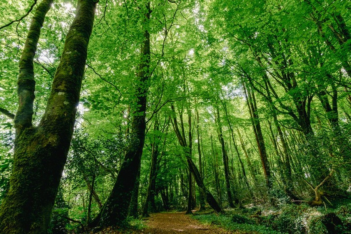 Improved mental health: Walking can reduce stress, improve mood, and decrease symptoms of anxiety and depression.