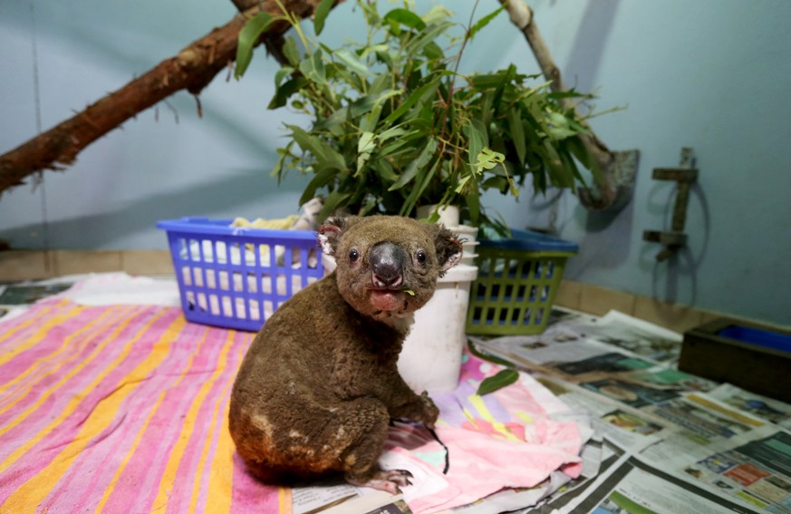 PORT MACQUARIE, AUSTRALIA - NOVEMBER 29: A koala named Paul from Lake Innes Nature Reserve recovers from his burns in the ICU at The Port Macquarie Koala Hospital on November 29, 2019 in Port Macquari ...