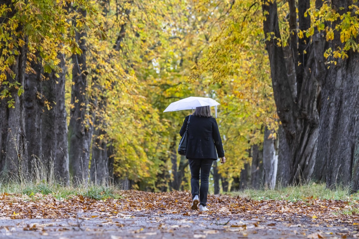 Herbstspaziergang mit Regenschirm bei Regenwetter. Spazierg�nger durch eine Kstanienallee im Unteren Schlossgarten in Stuttgart. // 05.11.2023, Stuttgart, Baden-W�rttemberg, Deutschland, Europa *** Au ...