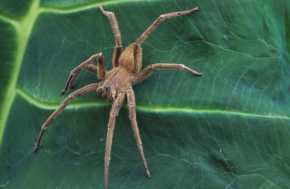 Brasilianische Wanderspinne (Phoneutria boliviensis), sitzt auf einem Blatt, Costa Rica Brazilian Wandering Spider (Phoneutria boliviensis), sits on a leaf, Costa Rica BLWS425092 Copyright: xblickwink ...