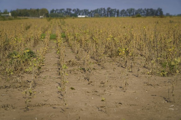 17.04.2023, Argentinien, Firmat: Körnerhirse wächst auf einem Feld in der Nähe von Firmat, Santa Fe, in einer der Regionen mit besseren Böden. Obwohl Hirse eher trockenheitsresistent ist zeigen die Au ...