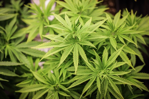 22.02.2024, Hamburg: Cannabispflanzen (ca. 4 Wochen alt) in ihrer Wachstumsphase stehen unter k�nstlicher Beleuchtung in einem Privatraum. Aus der Cannabis-Pflanze werden Haschisch und Marihuana herge ...