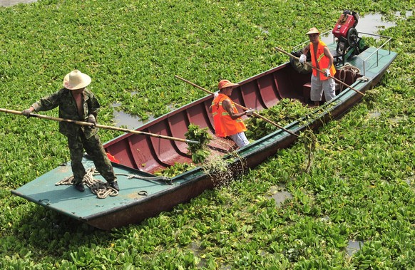 Bildnummer: 55838731 Datum: 29.08.2011 Copyright: imago/Xinhua
(110829) -- WUHAN, Aug. 29, 2011 (Xinhua) -- clear water hyacinth in Wuhan section of the Yangtze River in Wuhan, capital of central Chi ...