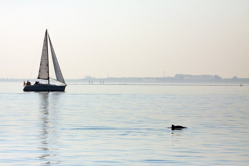 Gewoehnlicher Schweinswal, Braunfisch, Kleiner Tuemmler, Kleintuemmler (Phocoena phocoena), vor einem Segelboot, Niederlande, Oosterschelde Nationalpark common harbor porpoise, harbour porpoise, commo ...