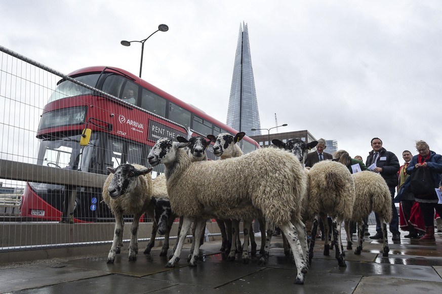 Sheep are driven across London Bridge by 600 Freemen of the City of London, London, Sunday, Sept. 29, 2019. The drive is a British tradition dating back hundreds of years and will see more than 600 Fr ...