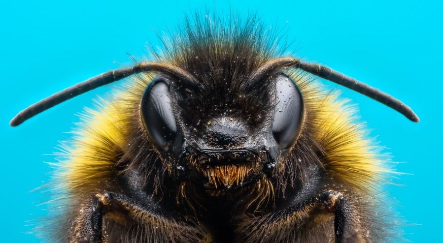Bienen sterben durch Pestizide – das will die EU mit einem Verbot aufhalten