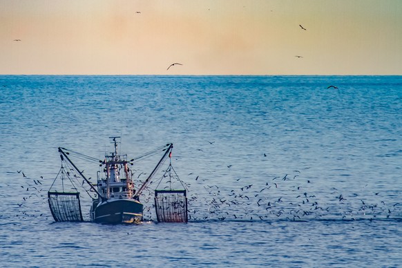 A shrimp cutter with lifted fishnets and a flock of seagulls in the evening sun
