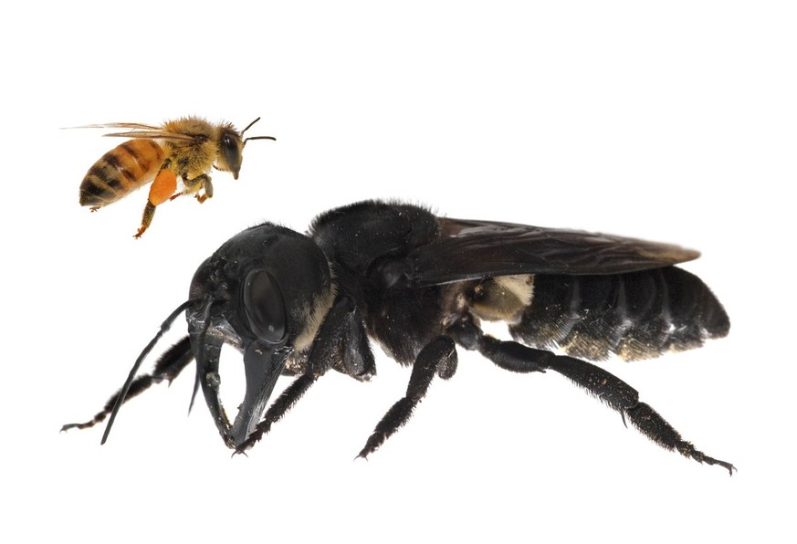 Links eine normale Honigbiene, rechts die Megachile pluto – oder auch "Wallace-Riesenbiene"