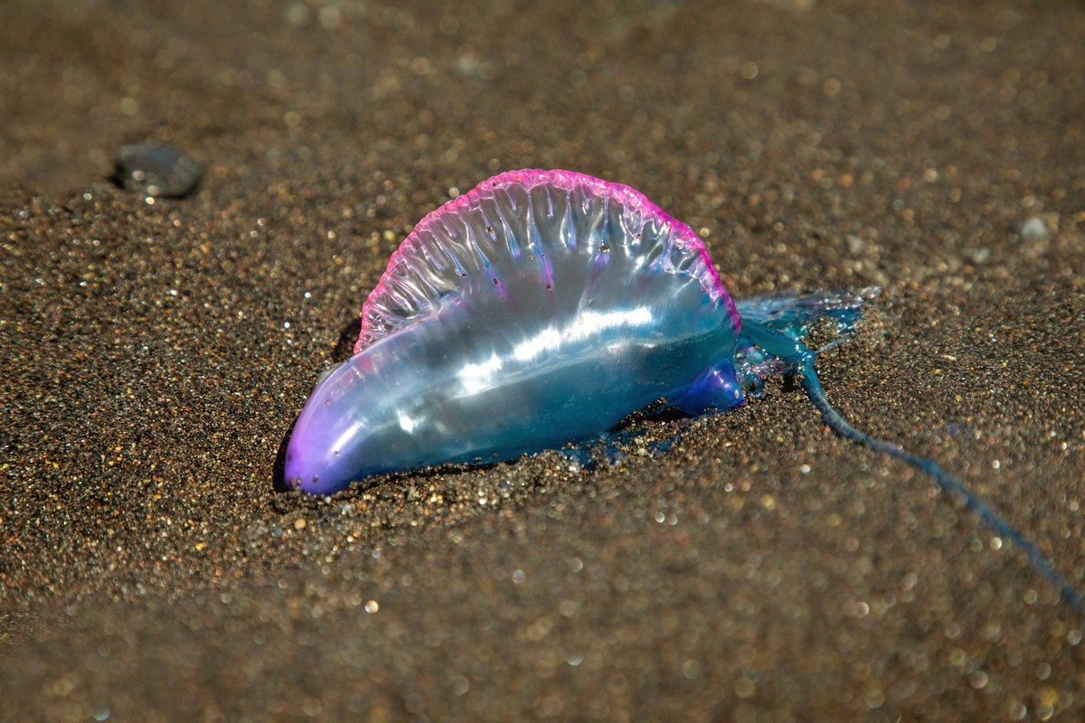 Creative Highlights World Portugiesische Galeere, Blasenqualle, Seeblase Physalia physalis, Gasblase mit Fangfaeden am Strand, Kanaren, La Palma, Tazacorte Portuguese man-of-war, Portuguese man-o-war, ...