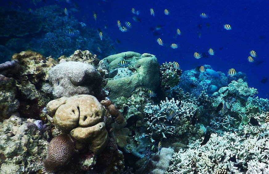 WAKATOBI, INDONESIA - MARCH 27: Colorful coral reef seen at Wakatobi Dive Resort, Indian Ocean, on March 27, 2016 in Sulawesi, Indonesia. According to the Wallacea Research, Wakatobi is the best in th ...