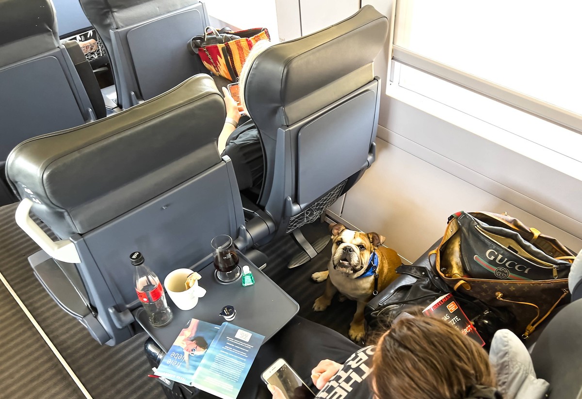 Adi an American Bulldog in an ICE train of Deutsche Bahn on Juni 18, 2022 in W�rzburg, Germany.