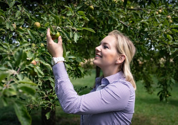 Obstanbau - junge Frau begutachtet die Entwicklung junger Äpfel am Apfelbaum. Junge Frau prüft die Äpfel am Baum, in einer Obstwiese. Landwirtschaftliches Symbolfoto. Münster NRW Deutschland *** Fruit ...