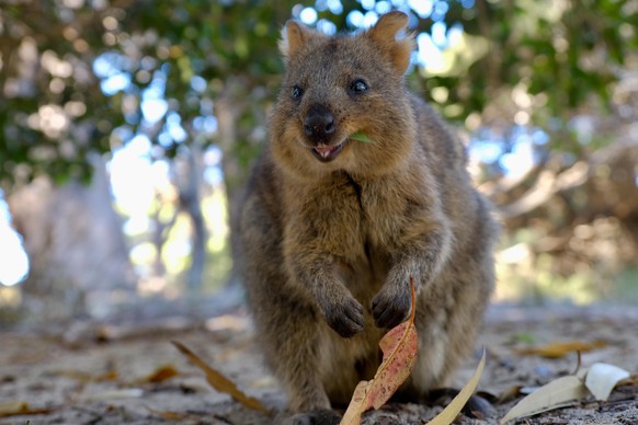 Auf Instagram ist es sehr beliebt. Der Lebensraum des Quokkas ist ebenfalls stark gefährdet, wie der australische WWF berichtet.