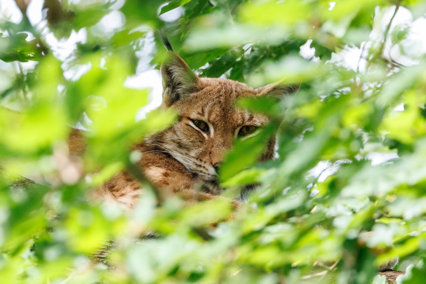 19.09.2023, Bayern, N�rnberg: Das Luchsweibchen Desari, ein Eurasicher Luchs (Lynx lynx), sitzt im Tiergarten N�rnberg in ihrem Gehege in einem Baum. Das Raubtier ist die gr��te in Europa lebende Katz ...