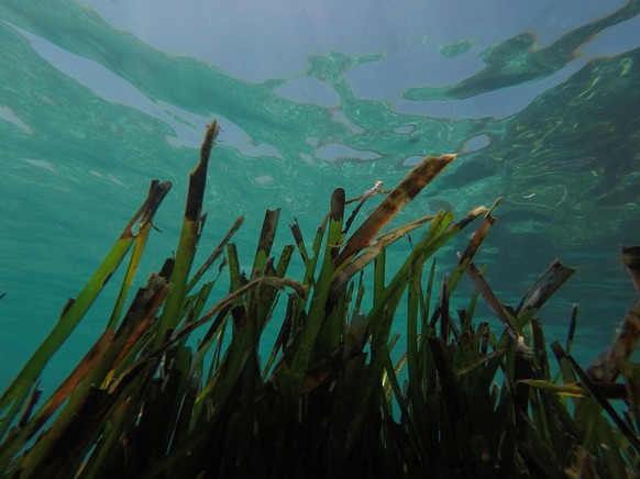 Neptungras ist vor dem Strand von Illetes auf Mallorca zu sehen. Posidonia-Wiesen sind im Mittelmeerraum aufgrund ihres ökologischen Wertes sehr wichtig. Daher ist es verboten, mit Booten darauf zu an ...