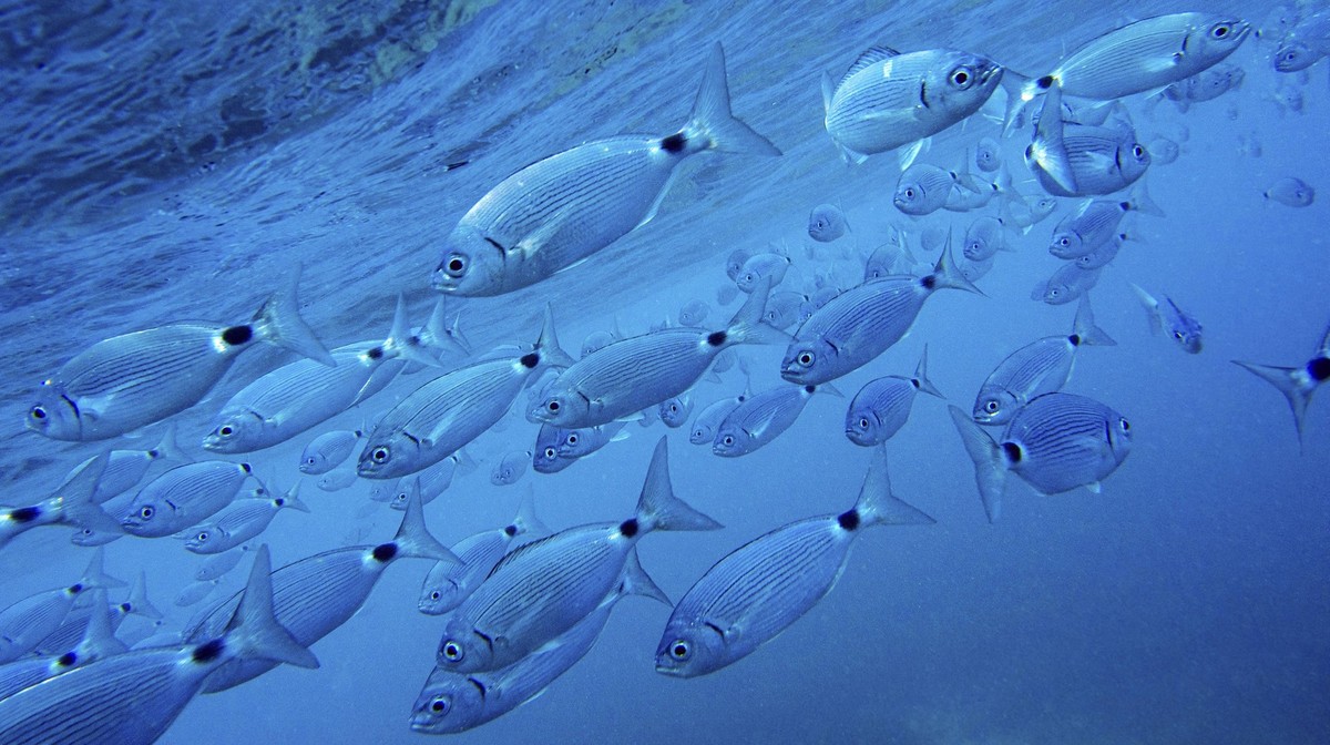 Der unscheinbare Fisch greift in Schwärmen an.