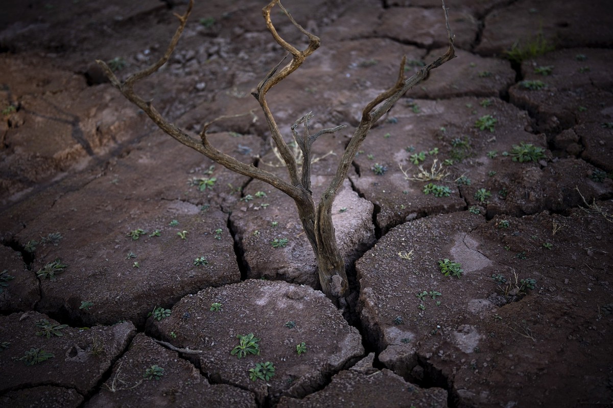 dpatopbilder - 25.01.2024, Spanien, Figueras: Ein trockener Baum ragt aus den Rissen des trockenen Bodens des Arnius-Boadella-Stausees, der nur noch 12 Prozent seines Fassungsvermögens hat. Barcelona  ...