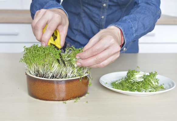 sprouts garden cress in a bowl