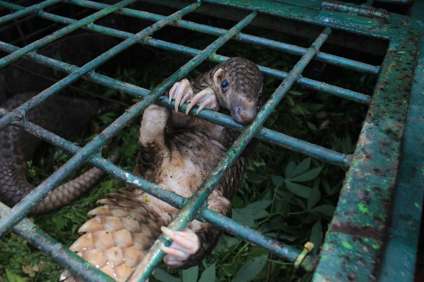 (171025) -- RIAU, Oct. 25, 2017 () -- A smuggled pangolin is seen inside a cage in Dumai, Riau province, Indonesia on Oct. 25, 2017. Indonesian authorities seized more than 100 critically endangered p ...