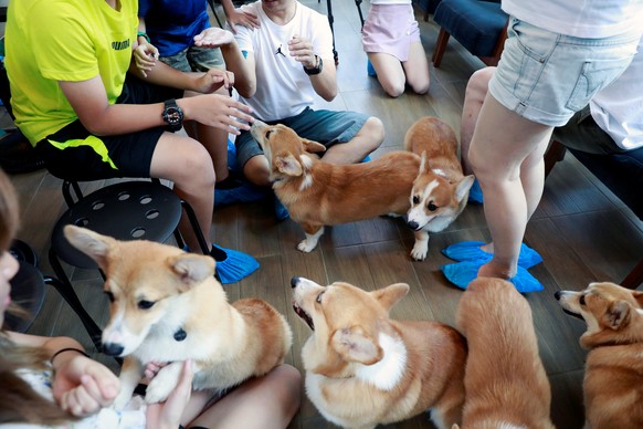 Corgi dogs play with customers at Corgi in the Garden cafe in Bangkok, Thailand, March 15, 2019. Picture taken March 15, 2019. REUTERS/Soe Zeya Tun
