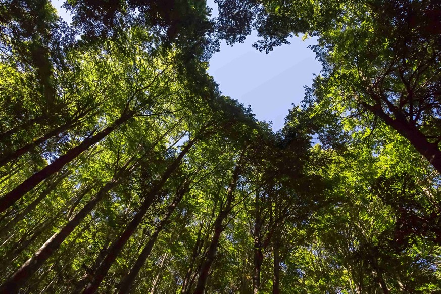 Wald bei blauem Himmel in Herzform