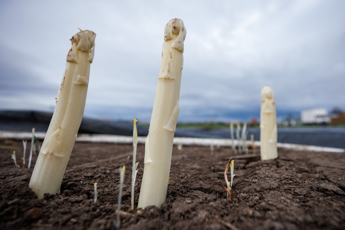 ARCHIV - 13.04.2023, Bayern, N�rnberg: Spargel ragt aus dem Boden auf einem Spargelfeld. (Zu dpa: Spargelsaison nach schlechtem Start noch durchschnittlich) Foto: Daniel Karmann/dpa +++ dpa-Bildfunk + ...