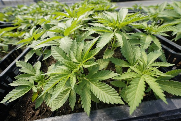 FILE - Marijuana plants for the adult recreational market are are seen in a greenhouse at Hepworth Farms in Milton, N.Y., July 15, 2022. The first legal dispensary for recreational marijuana in New Yo ...