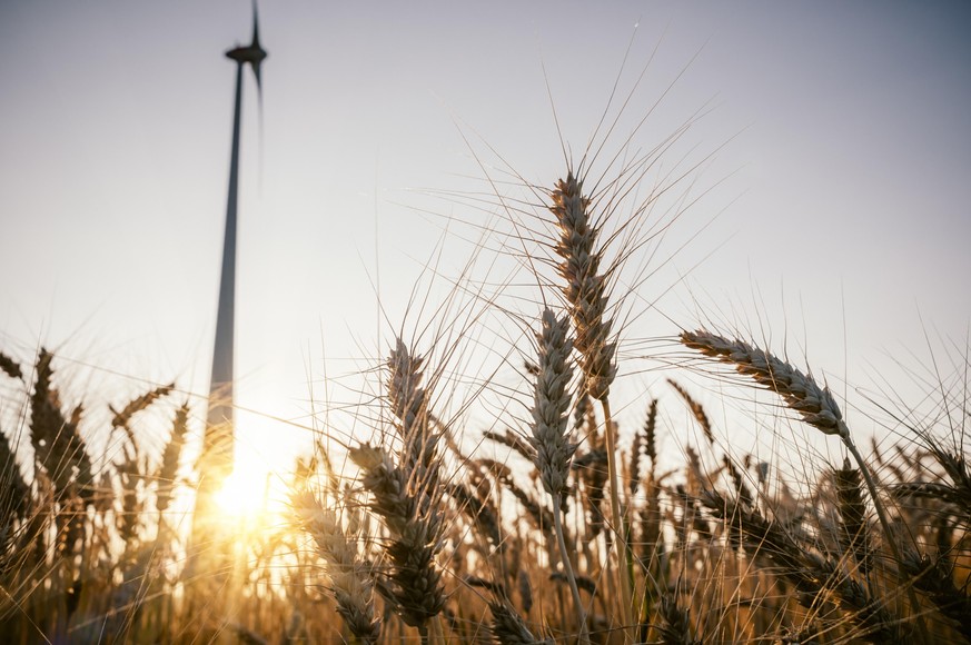 Grainfield during sundown