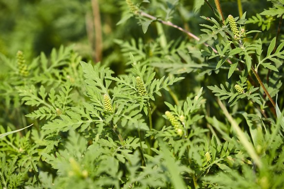 Ragweed closeup, common allergy plant, Ragweed, highly allergic plant releaseing pollens in the end of August, Ragweed, highly allergic plant releaseing pollens in the end of August, 07.10.2021, Copyr ...