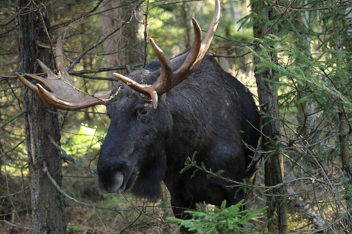 Elch Alces alces Porträt eines Bullen, Südschweden, Schweden, Europa *** Elk Alces Alces Portrait one Cops, south sweden, Sweden, Europe Copyright: imageBROKER/DieterxHopf ibxdeh08568619.jpg Bitte bea ...