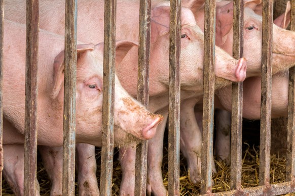 Close up of young pigs behind bars
