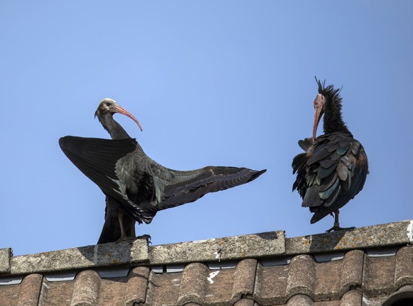 Two northern bald ibises Geronticus eremita on top of tiled roof, ZCF01088